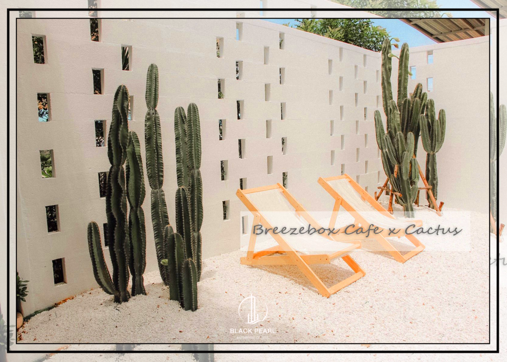 Breeze Box cafe x Cactus